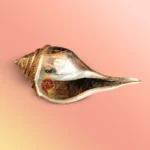 Non Blowing Metal Shankh