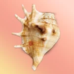 Shankh 10
