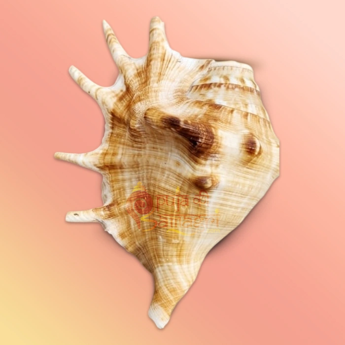 Shankh 10