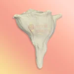 Shankh-16