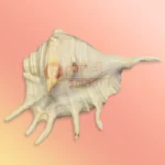 Shankh-18