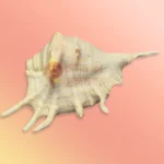 Panchajanya Kamadhenu Gowmukhi Shankh White - Image 2