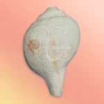 Shankh-20