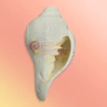 Shankh-21
