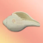 Premium Quality Hadicraft Vamavarti Shankh - Image 2