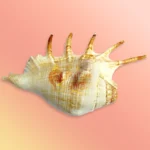 Shankh-29