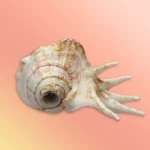 Panchajanya Gowmukhi Shankh - Image 2