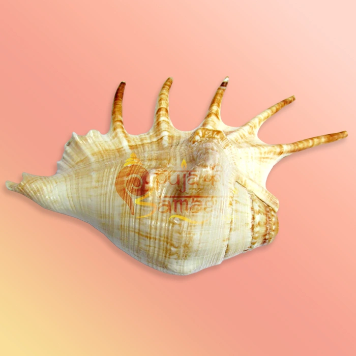 Shankh-29