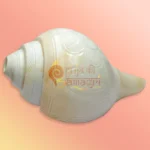 Shankh-30