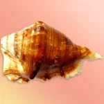 Shankh-32