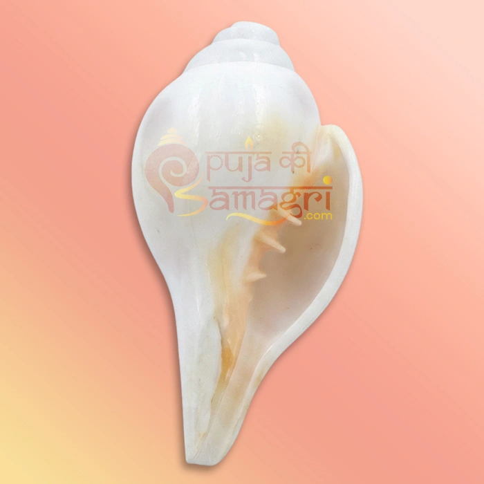 Shankh 36