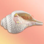Shankh-37-gallery4
