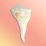 Shankh-40