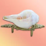 Shankh 53