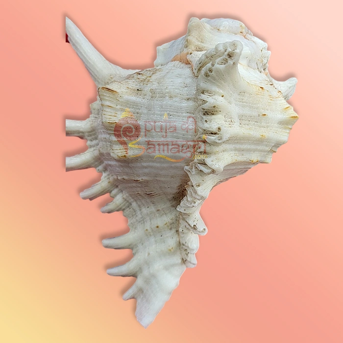 Shankh 6
