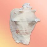 Shankh 9