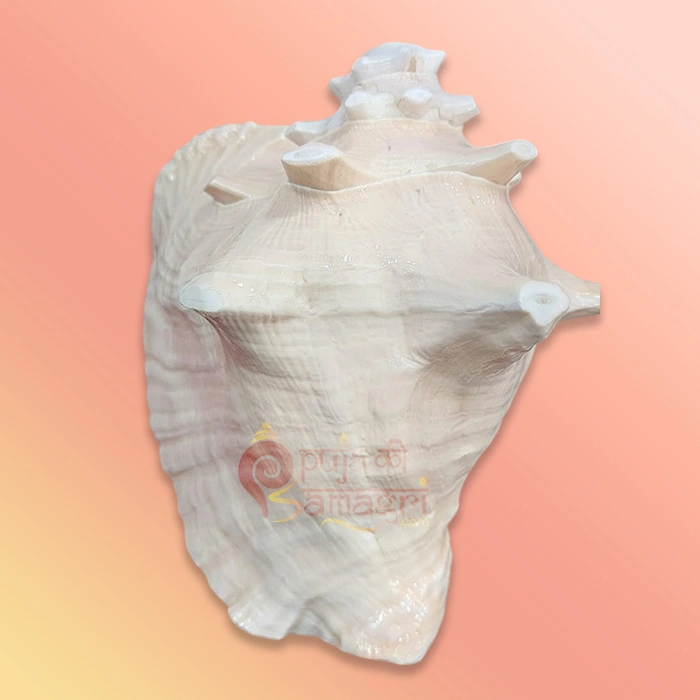 Shankh 9